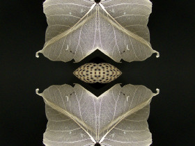 Dezyderata II 